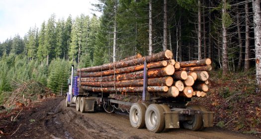 Logging truck with load in forest